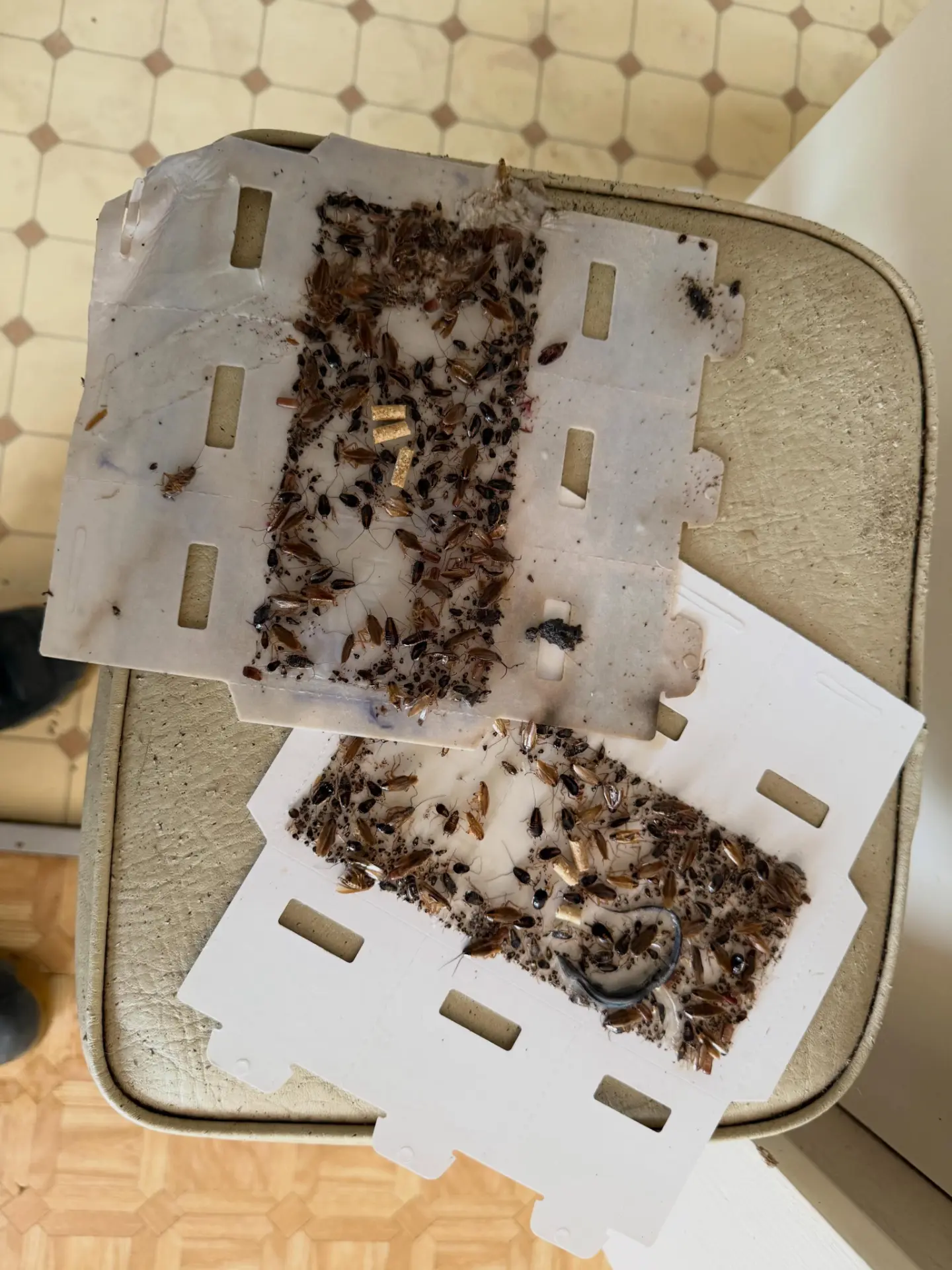 German cockroach monitoring traps showing heavy activity from a Sydney kitchen infestation